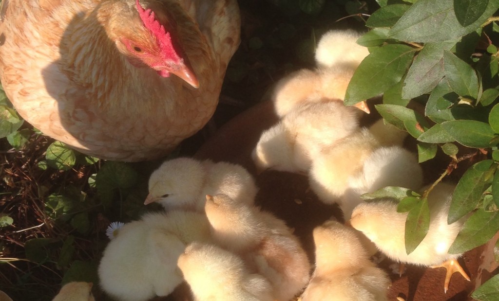 Harvest - Chicks